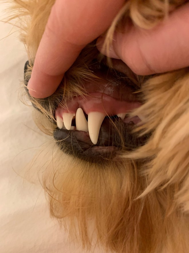 Ball Therapy Vet Dent Edu